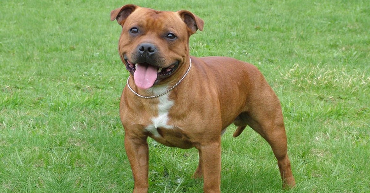 Staffordshire Bull Terrier Health Issues: What Every Owner Should Know
