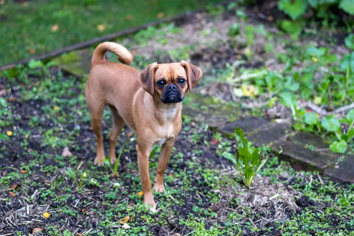 Pugalier Health Issues